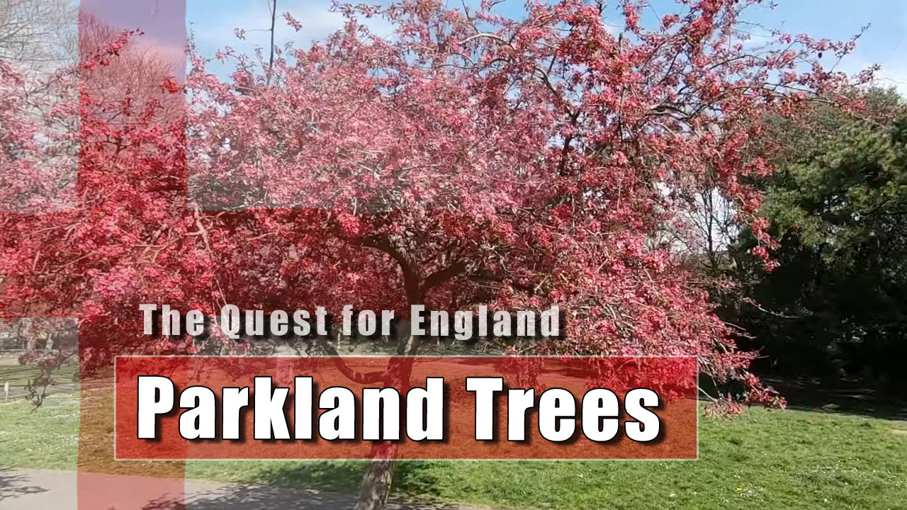 The Quest For England: Trees of Homefield Park