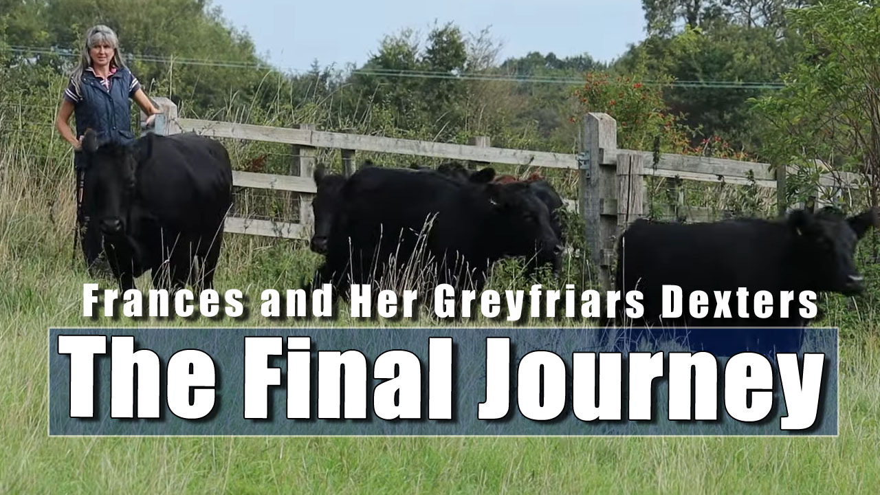 Frances and Her Greyfriars Dexters - The Final Journey